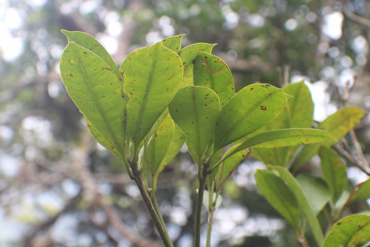 Semecarpus parvifolius Thwaites